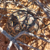 Psammobates oculiferus | Serrated Tent Tortoise